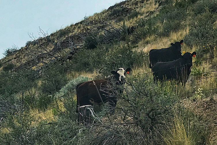 Three cows with red ear tags grazing next to barbed wire fence on hillside