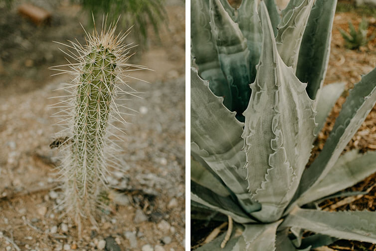 Close-up of small cactus and agave plant