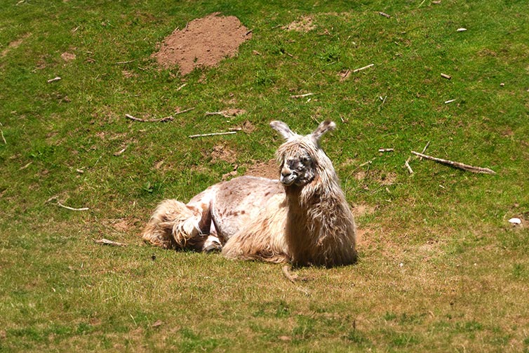 Llama laying in grass on sunny day