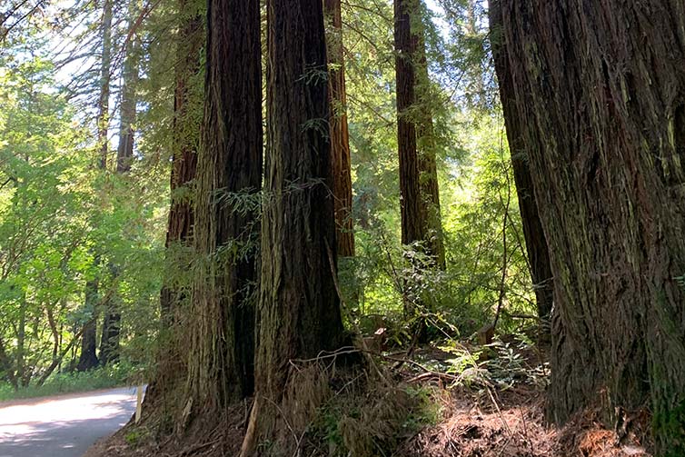 Lage trees in Oakland Forest