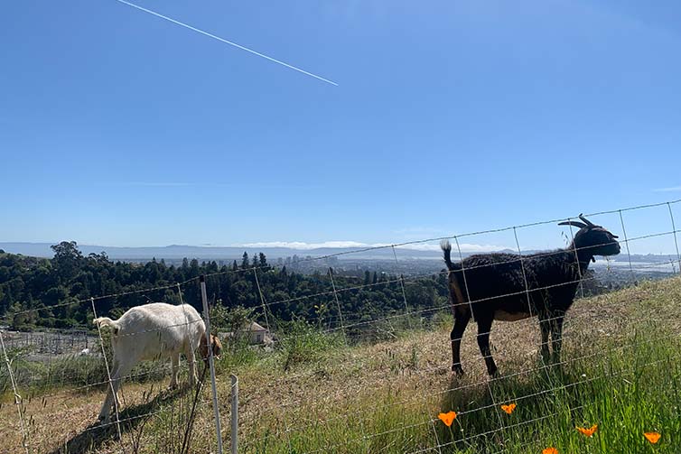 Goats in North Oakland